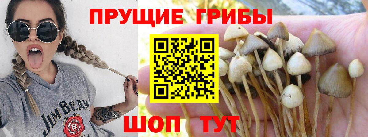 Галлюциногенные грибы Psilocybine cubensis Долгопрудный