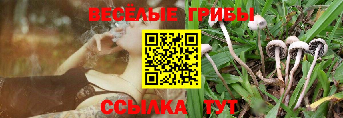 Галлюциногенные грибы Cubensis  Долгопрудный 